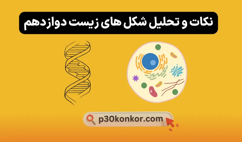 جزوه نکات و تحلیل شکل های زیست شناسی دوازدهم